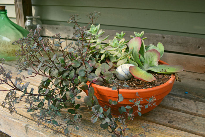 Succulent-plants-in-a-container Succulent-plants-in-a-container