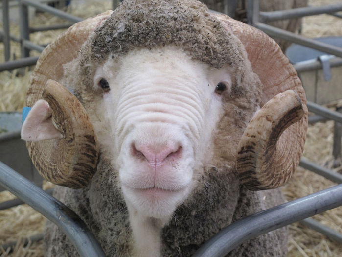 Berbec Merinos la pozare - Rase de oi si capre-Poze deosebite-1