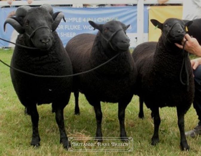 Black Welsh Mountain la un targ