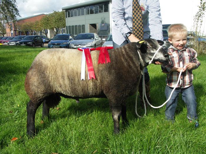 Blue Texel la concurs