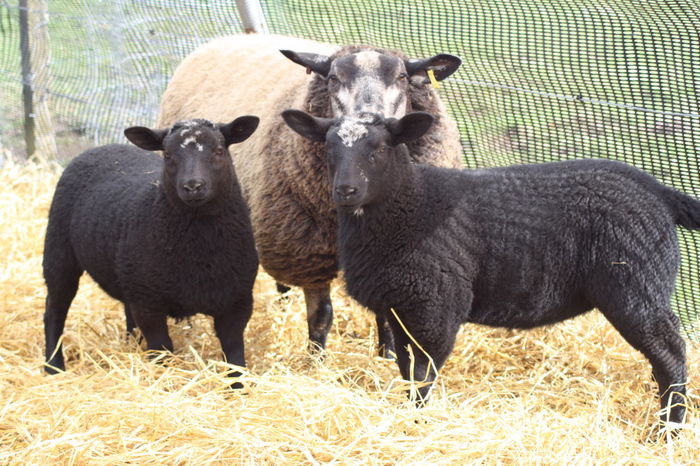 Blue Texel si miei Zwartbles negrii - Rase de oi si capre-Poze deosebite-1