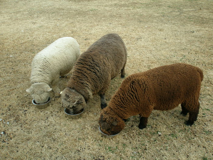 Miei Babydoll Southdown la masa