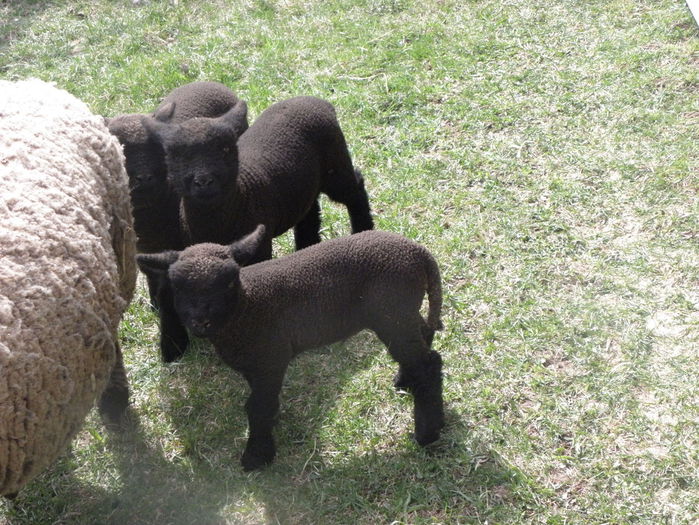 Miei Babydoll Southdown negrii