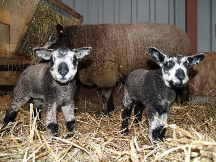 Miei Blue Texel frumosi