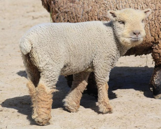 Miel Babydoll Southdown mititel