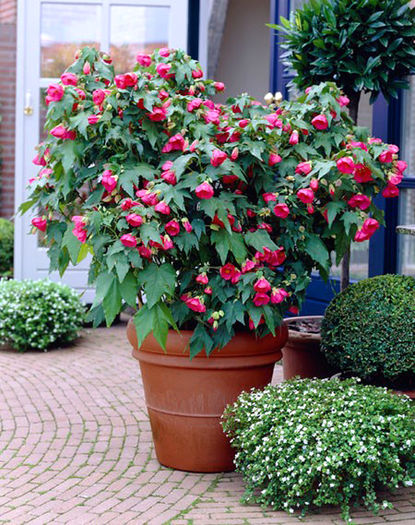Abutilon_LuckyLanternRed