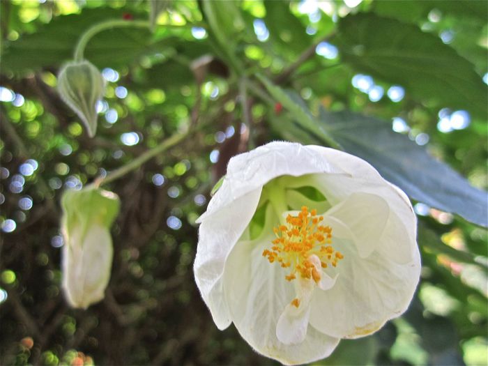 Abutilon_LuckyLanternWhite1
