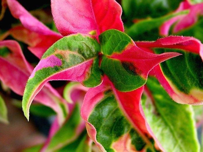 Alternanthera_PartyTime2