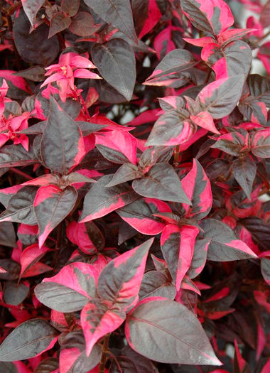 Alternanthera_RaspberryRum