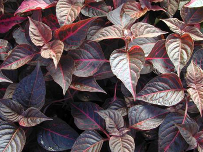 Alternanthera-Cognac
