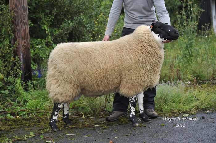 Oaie Beulah Speckled-Faced-2