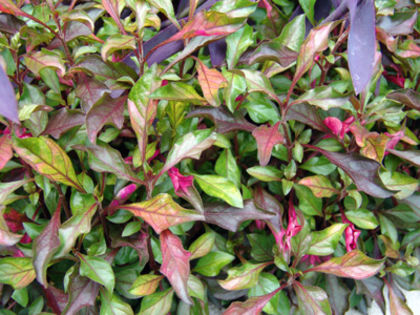 Alternanthera-Red-Carpet