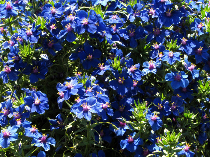 Anagalis_CompactBluez