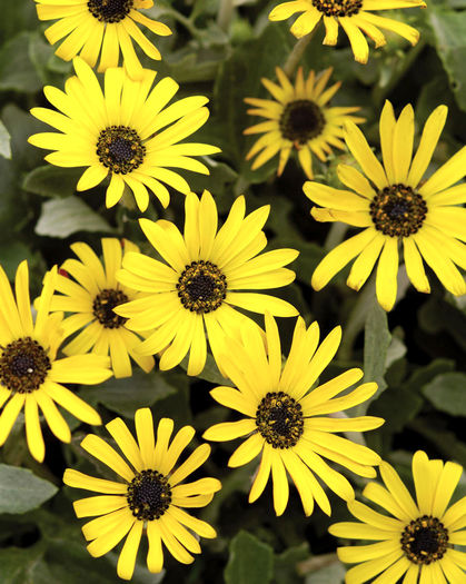 Arc_BmbleBee