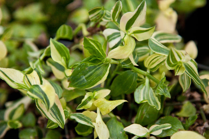 Tradescantia_GreenYellowZ