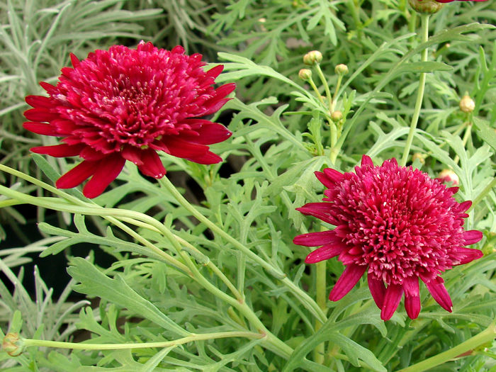 Argyranthemum_MadeiraCrestedMerlotz