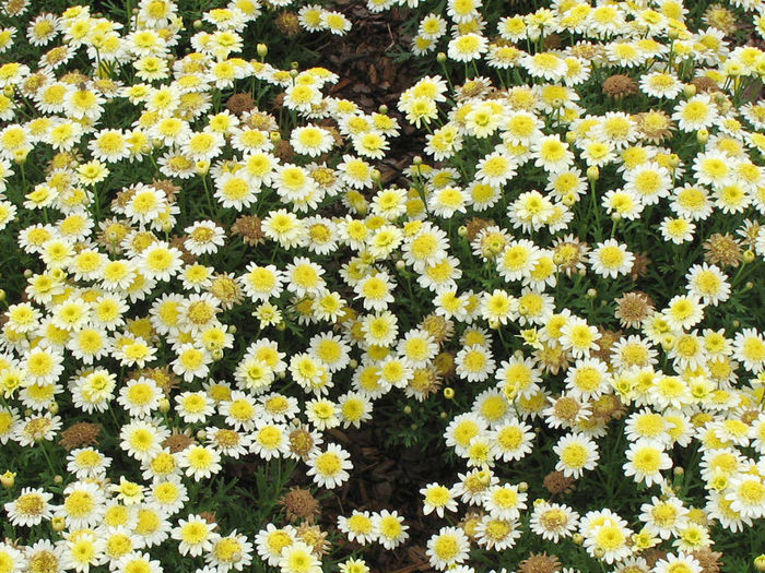 Argyranthemum_MadeiraCrestedPrimrosez