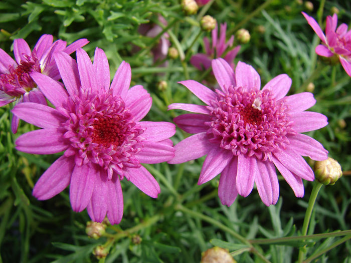 Argyranthemum_MadeiraPink3z