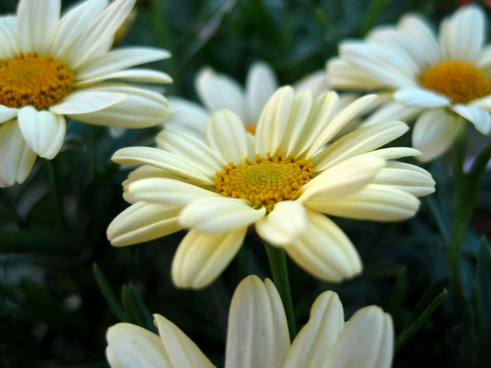 Argyranthemum_MadeiraPrimrose
