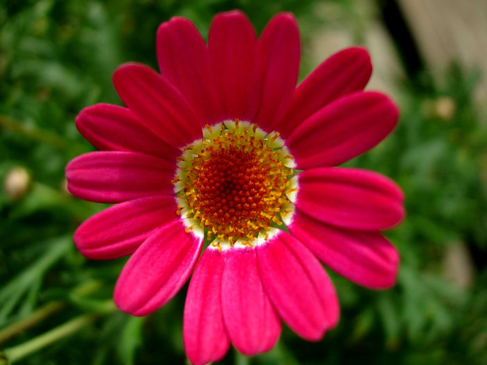 Argyranthemum_MadeiraRed