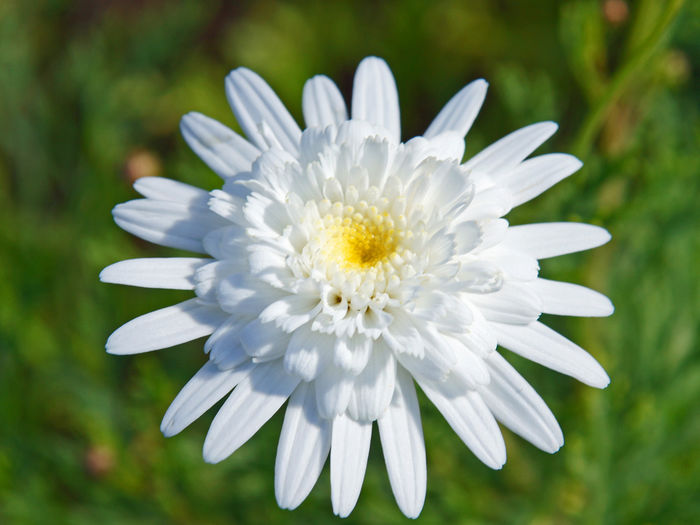 Argyranthemum_MadeiraWhitez