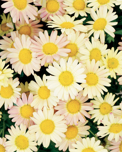 Argyranthemum_Moonberry