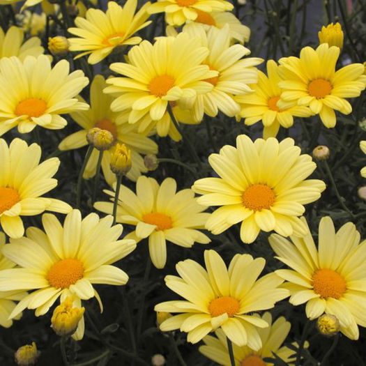 Argyranthemum-Butterfly