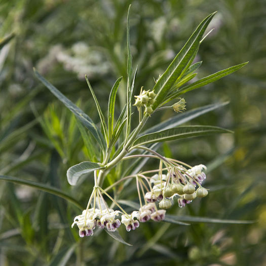 Asclepias-Hairy-Balls-web