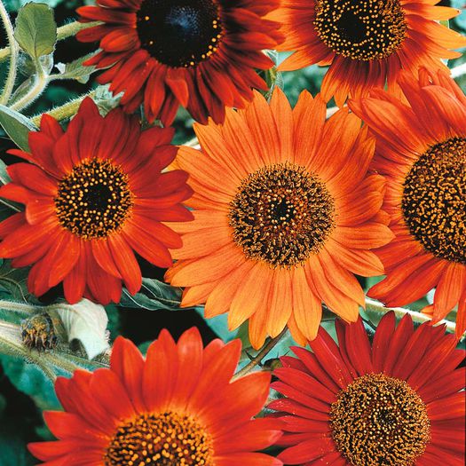 Helianthus-annuus-Earthwalker