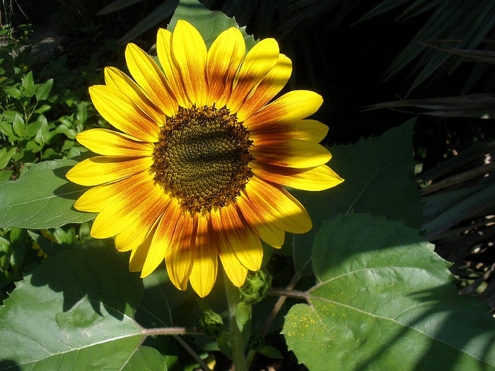 Helianthus-annuus-Firecracker