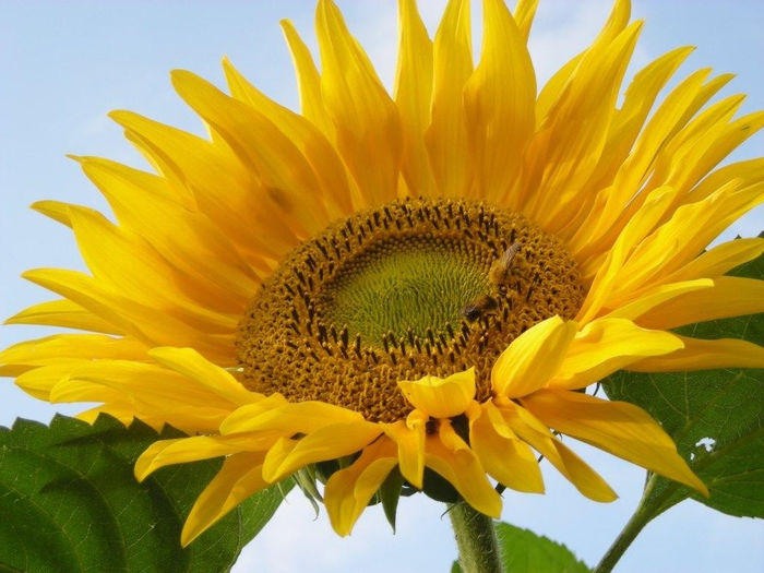 Helianthus-annuus-Giganteus