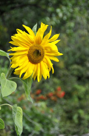 Helianthus-annuus-Mongolian-Giant