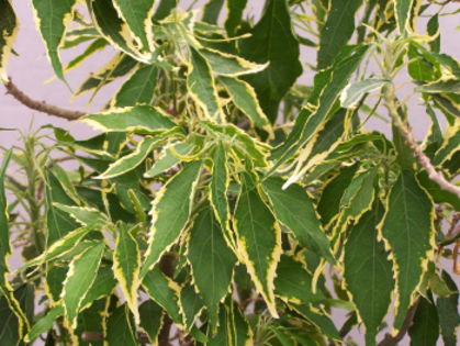 Acalypha%20Godseffiana%20Heterophylla