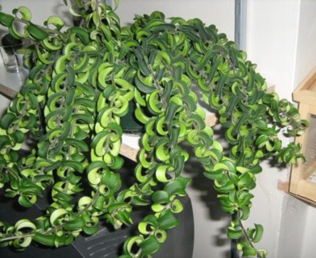 Aeschynanthus%20Parvifolius%20(Curly%20Leaf)