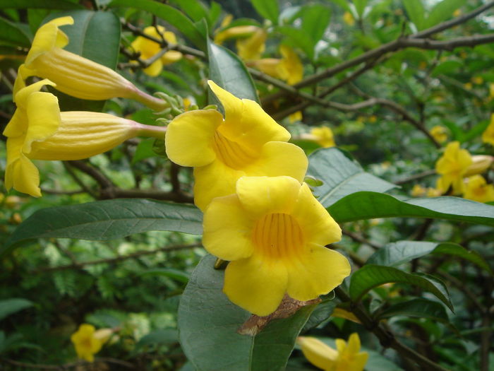 Allamanda%20Schottii%20Grey%20Supreme