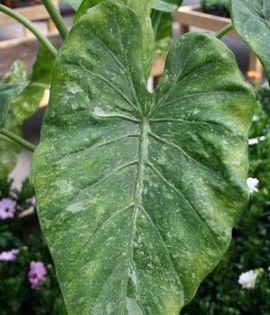 Alocasia-varie-gata-300x350