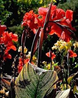 Canna_durban
