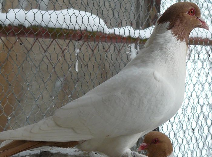 CAP COLORAT DE SILEZIA