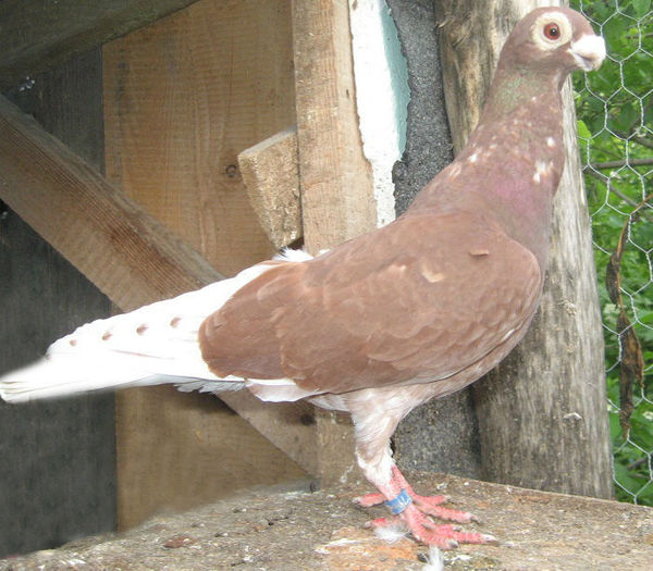 CARUNCULAT DE OSTROWIEC