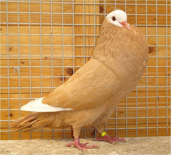 GUSAT SLOVAC - PORUMBEI ORNAMENT NET