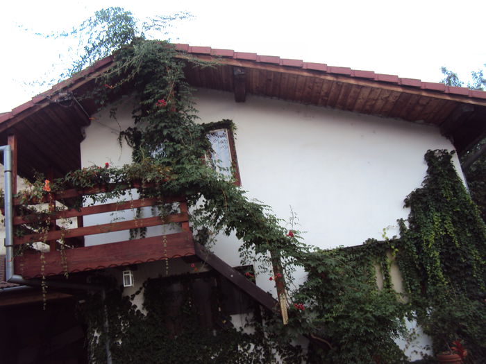 DSC03577 - 2014 Gradina