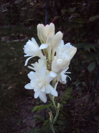 DSC03734 - 2014 Gradina