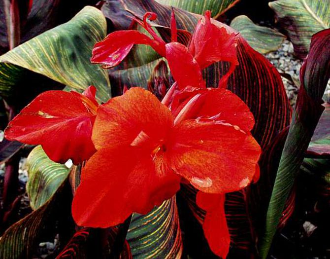 Canna_durban2