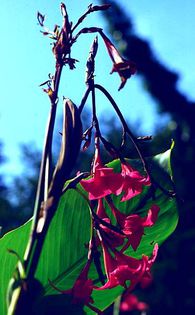 Canna_ehemanni2