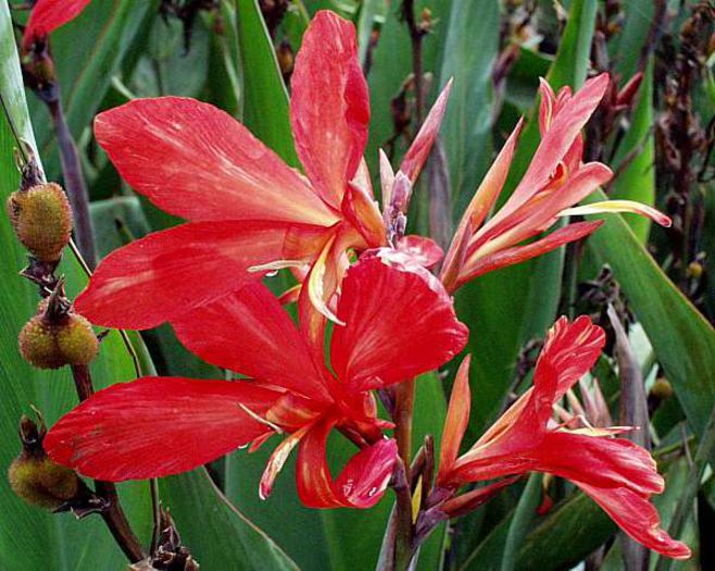 Canna_Endeavor2