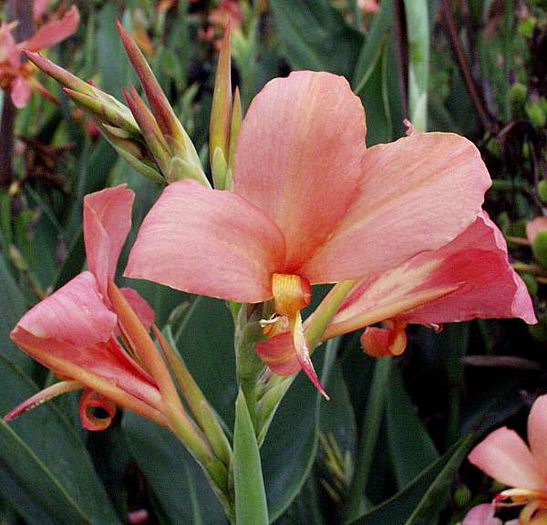 Canna_Erebus2