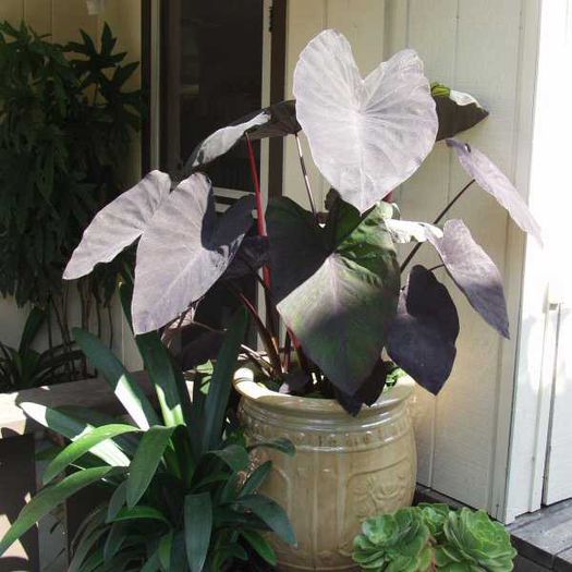 Colocasia_Black_Magic_Aquatic2