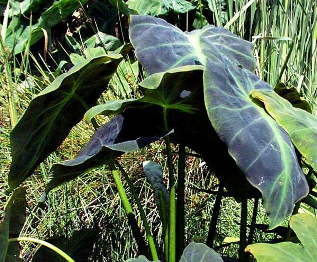 Colocasia_Illustris2