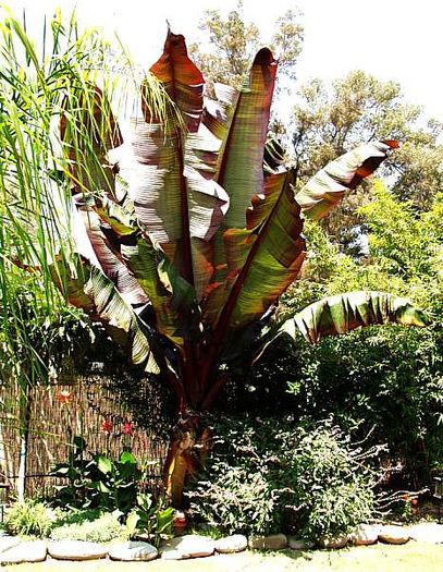 ensete_maurelii2