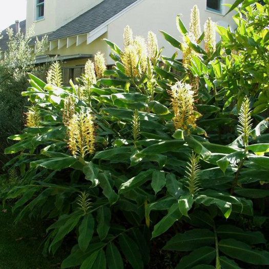 Hedychium_gardnerianum2